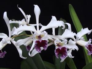 Cattleya crispa