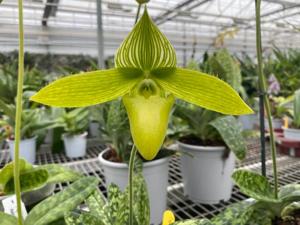 Paphiopedilum sukhakulii