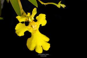 Erycina pusilla