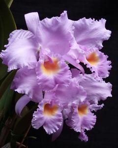 Cattleya schroederae