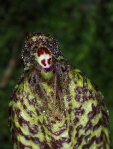 Bulbophyllum deuterodischorense