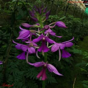 Calanthe sylvatica