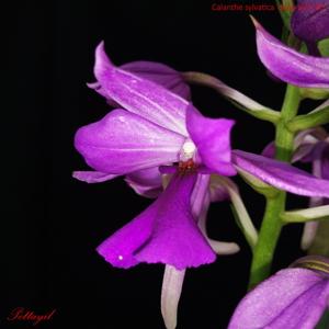 Calanthe masuca