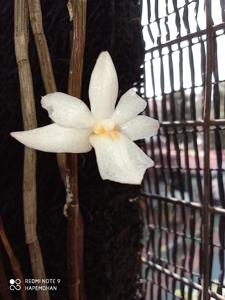 Dendrobium croceocentrum