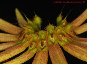 Bulbophyllum brevibrachiatum