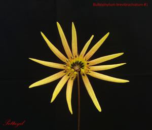 Bulbophyllum brevibrachiatum