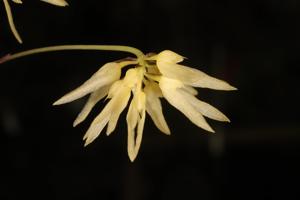 Bulbophyllum purpurascens