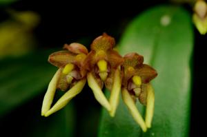 Bulbophyllum lepidum