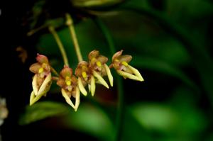 Bulbophyllum lepidum