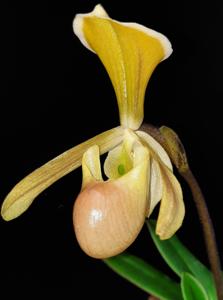 Paphiopedilum helenae