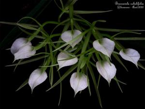 Brassavola subulifolia