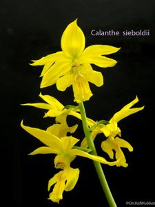 Calanthe striata