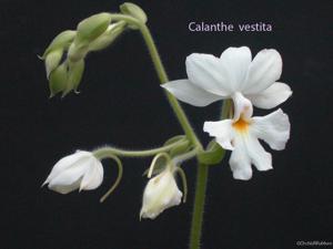 Calanthe vestita