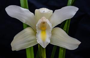 Cymbidium eburneum