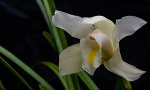 Cymbidium eburneum