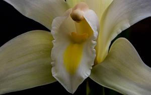 Cymbidium eburneum