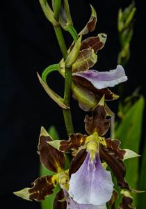 Miltonia cuneata