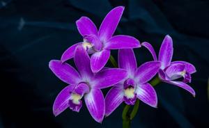 Cattleya rupestris