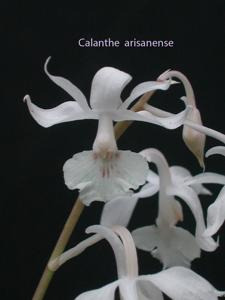 Calanthe arisanensis