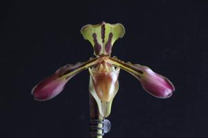 Paphiopedilum tigrinum