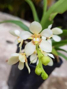 Sarcochilus hartmannii