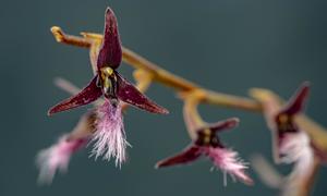 Bulbophyllum saltatorium