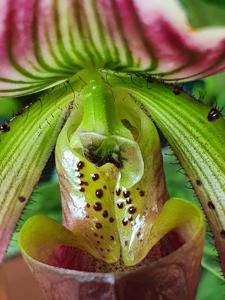 Paphiopedilum callosum