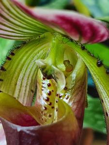 Paphiopedilum callosum