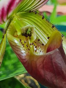 Paphiopedilum callosum