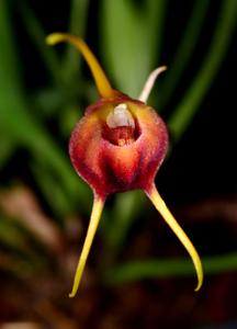 Masdevallia echo