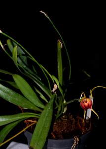 Masdevallia echo