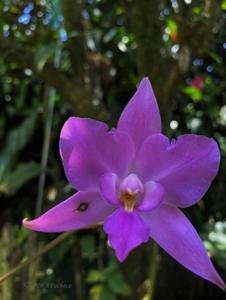 Laelia furfuracea