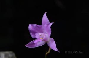 Laelia furfuracea