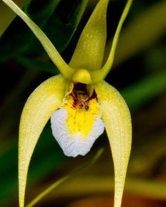 Dendrobium iboense