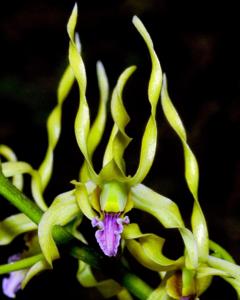 Dendrobium crispilinguum