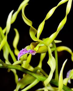 Dendrobium crispilinguum