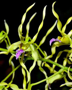 Dendrobium crispilinguum