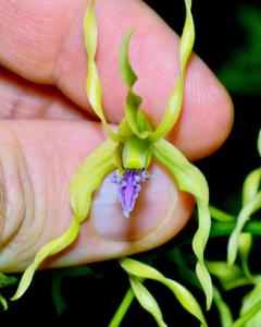 Dendrobium crispilinguum