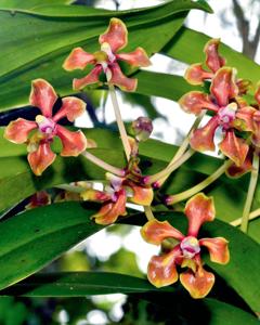 Vanda hindsii