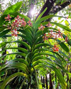 Vanda hindsii