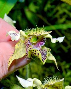 Dendrobium polysema