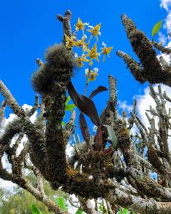 Dendrobium polysema