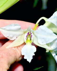 Dendrobium johnsoniae