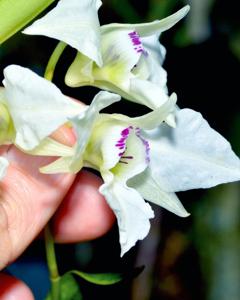 Dendrobium johnsoniae