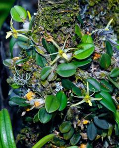 Dendrobium senggiense