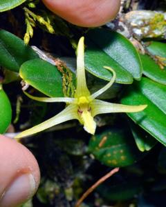 Dendrobium senggiense