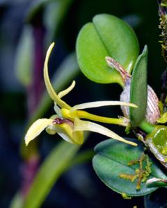 Dendrobium senggiense