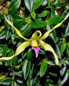 Dendrobium crispilinguum