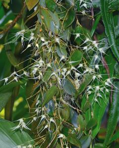 Bulbophyllum macrourum