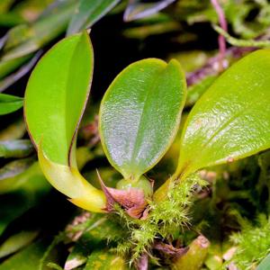 Mediocalcar paradoxum